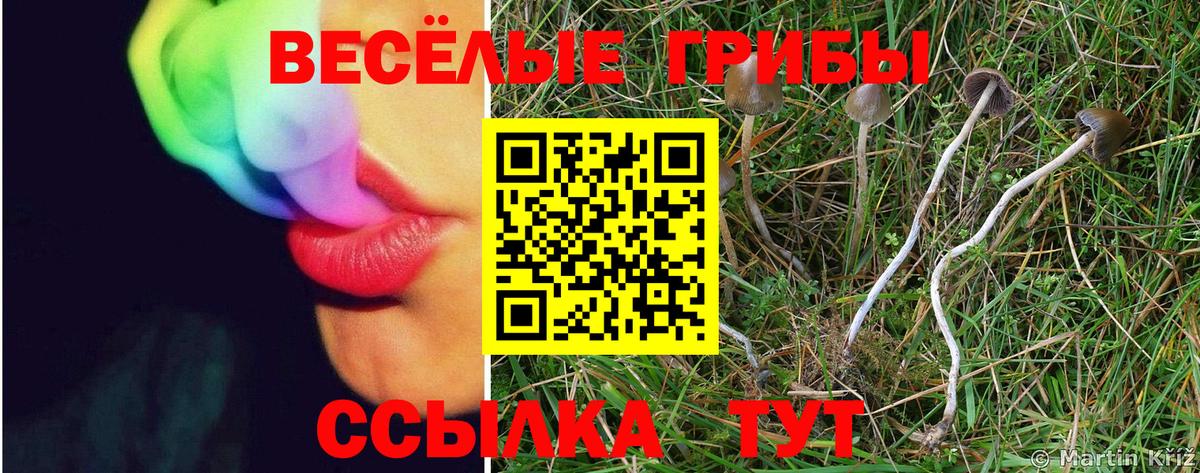 Галлюциногенные грибы Psilocybe Алапаевск